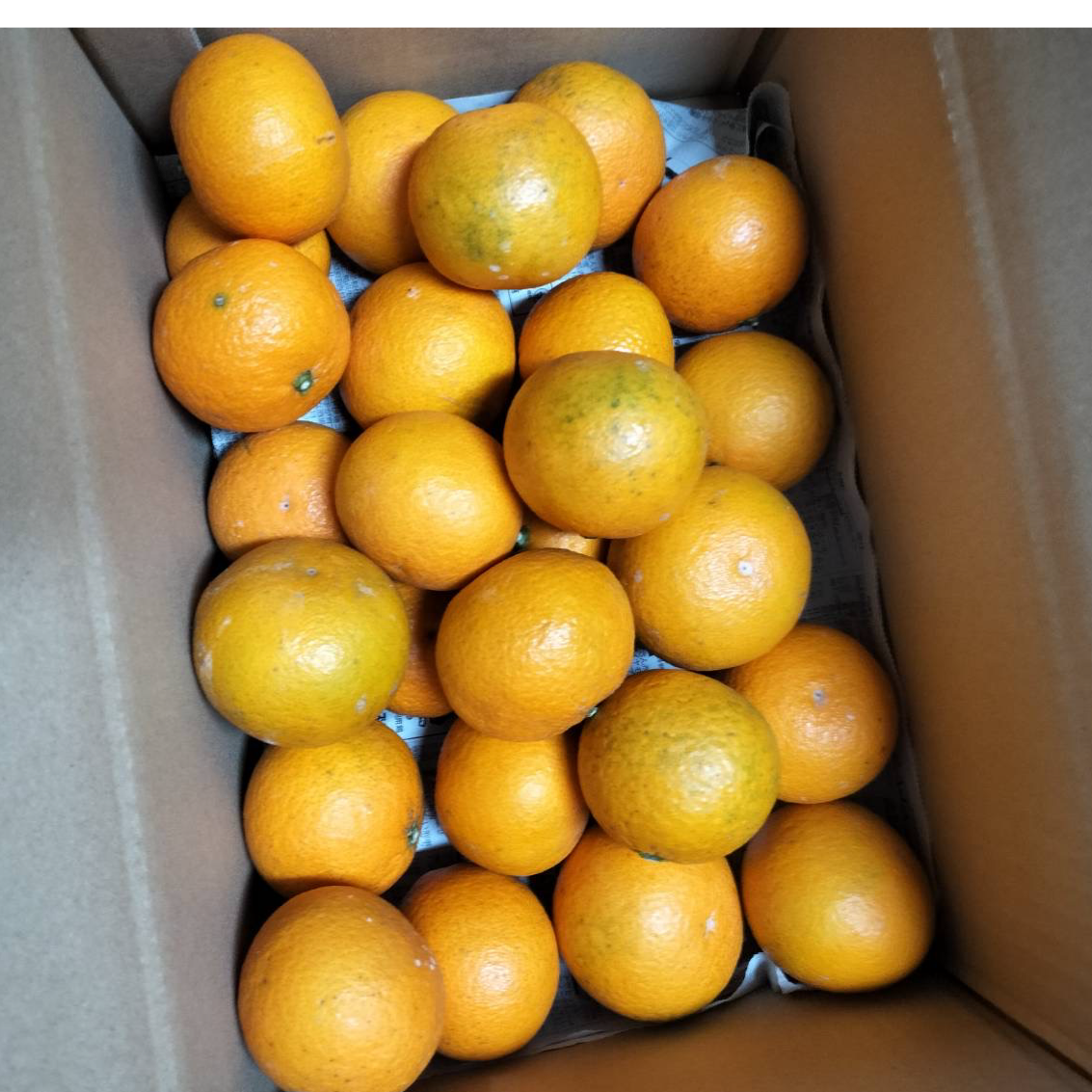 みかん 小玉の産直通販・お取り寄せ商品｜ポケットマルシェ｜産地直送