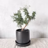 【食べられる盆栽】ローズマリー盆栽　プロストラータス(PS179)