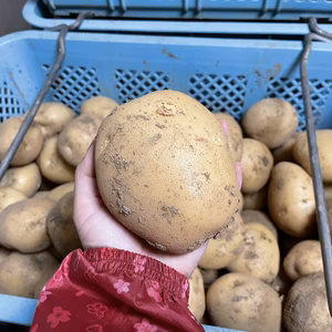 【年末感謝セール】掘り立て！ほくほくの新じゃがいも