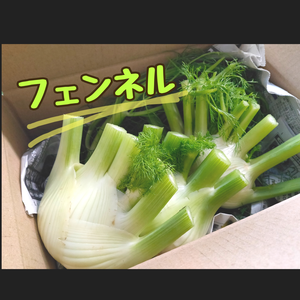 クセになる！フェンネル/お試しで