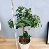 ［在庫］　パンダガジュマル 8号　室内　レア　ゴムの木　多幸の木