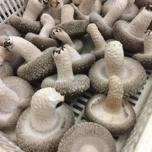 菌床生しいたけ 2kg  (肉厚、大きめ)