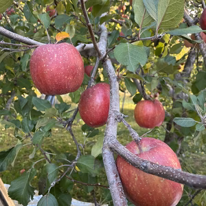 青森産　サンふじ　家庭用　訳あり