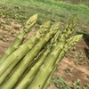 【訳あってお買い得♪】採れたて、新鮮！『大人気の夏アスパラ』