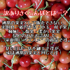 【朝採れ発送】美味しいさくらんぼをさくらんぼ農家がセレクト！ご家庭用さくらんぼ