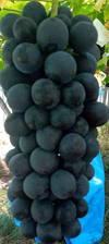 高畠町産　☆レアなぶどう☆サマーブラック