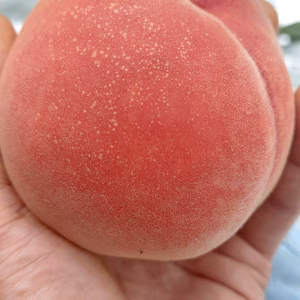 ☆７月上旬~発送　夏の王道果実「和歌山の桃」