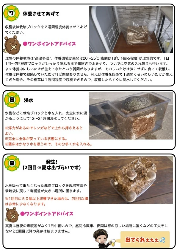 椎茸栽培キット〜【きのこの玉手箱】〜国内最大級３キロブロック｜花