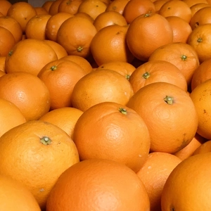 みかん王国の完熟ネーブルオレンジ（小玉）3kg
