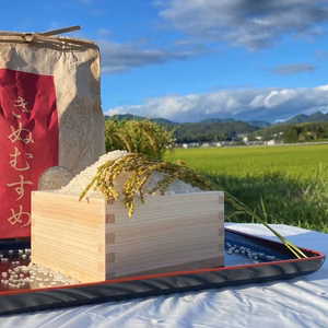 令和4年度産新米　11月上旬発送　減農栽培きぬむすめ（へアリーベッジ米）　※精米