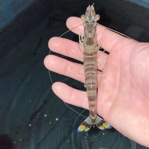 獲れたら活かしで発送！！天然車海老(サイマキエビ)  