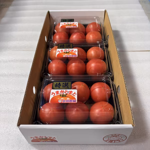 アミノ酸・酵素の力で味の濃さ抜群❗️熊本県産うまかとまと❗️（3パックセット）