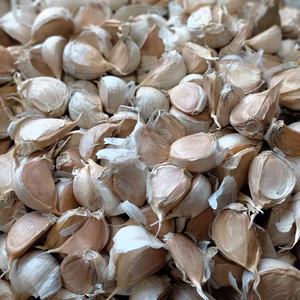 増量！！【送料一律】在来種　にんにく バラ【農薬化学肥料不使用】