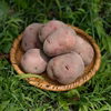 無農薬・無化学肥料で育てたじゃがいも(アンデスレッド)