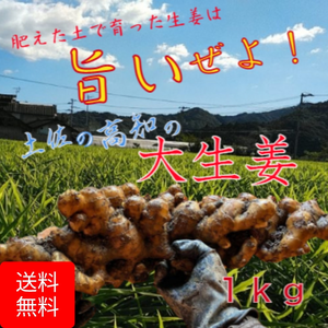 生姜マニアが作る！土佐の大生姜　1㎏～8㎏　土付き　囲い　高知県産