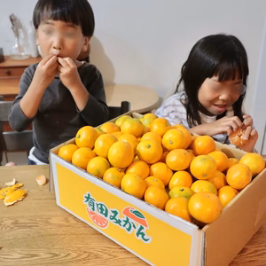 【10月発送】ゆら早生みかん