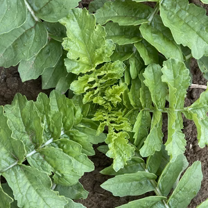 大根さん３kg 長ネギさん１kgセット肥料・農薬・たい肥不使用 