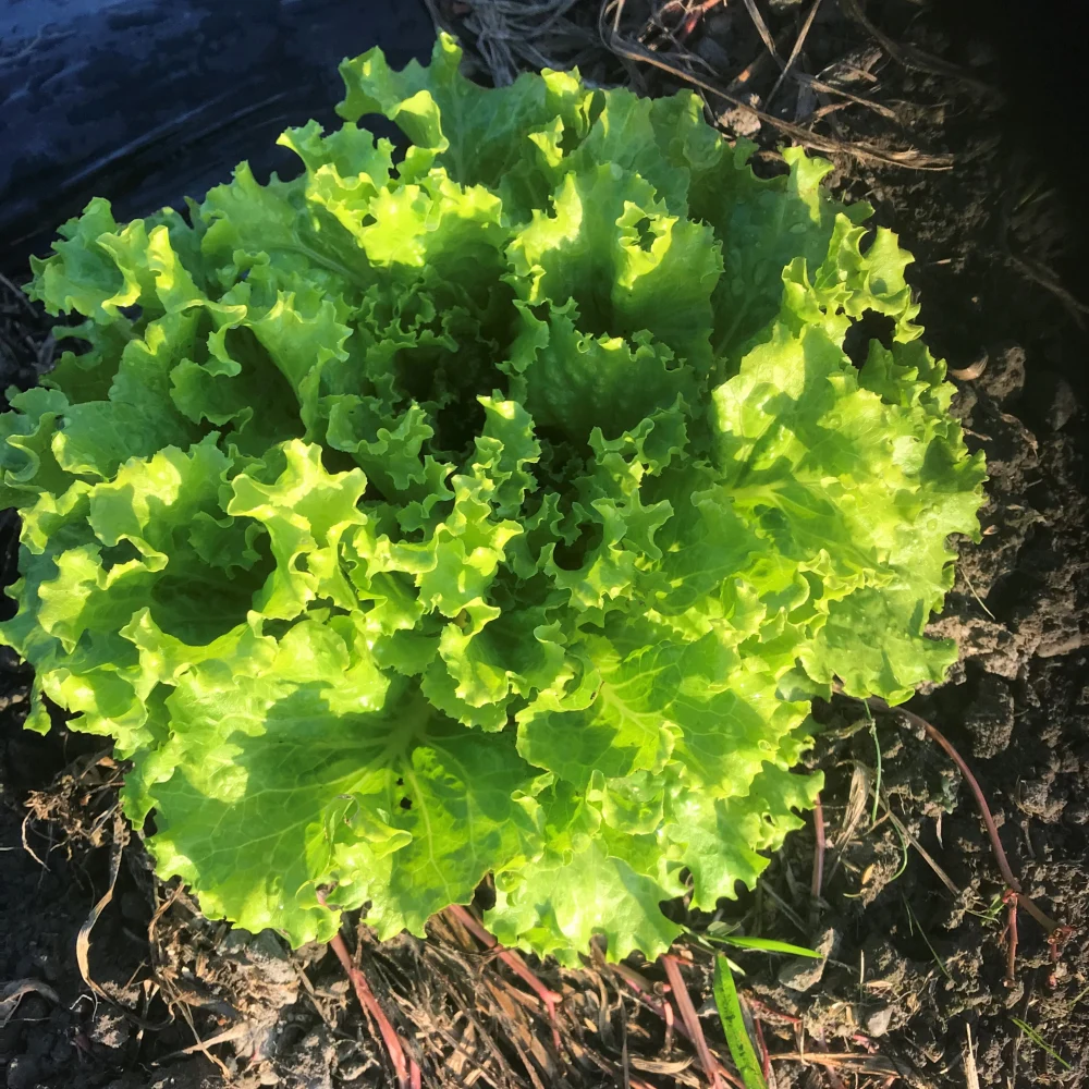 【農薬・除草剤不使用】新鮮朝採り!愛媛の野菜セット（6～8品目） ギフト対応商品