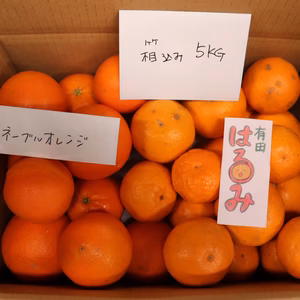 うちの春もの　『はるみ』自宅用と『ネーブル』詰め合わせ( •̀∀•́)۶