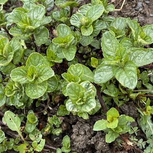 常温便　イエルバブエナ　　農薬は使ってません