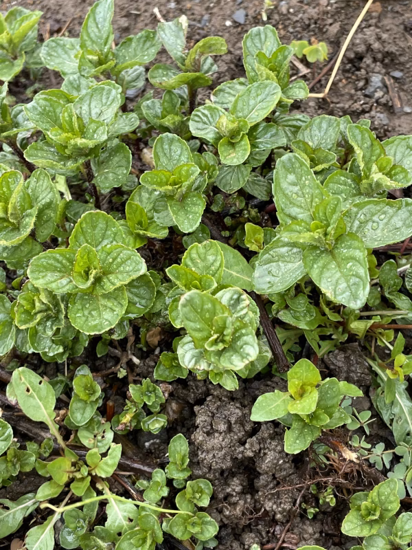 常温便　イエルバブエナ　　農薬は使ってません