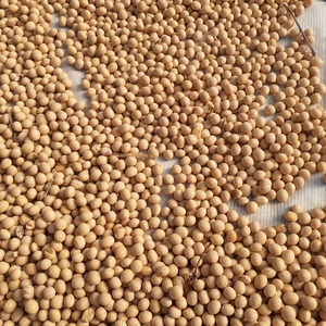 農薬および化学肥料不使用の大豆R4年産