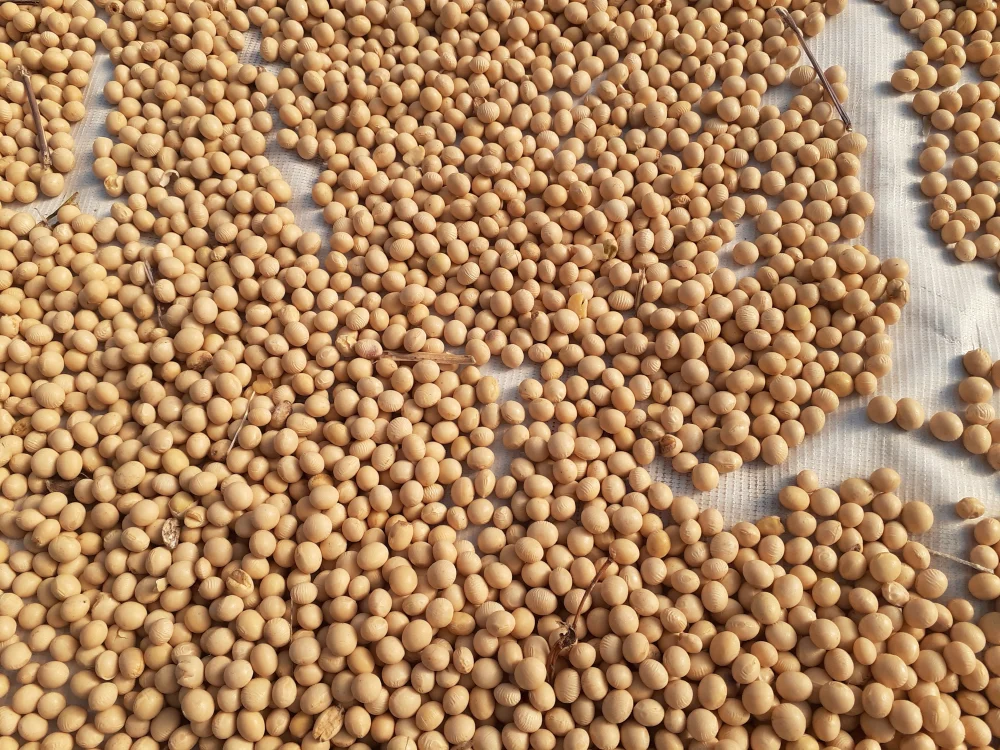 農薬および化学肥料不使用の大豆R4年産