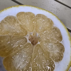 木上超完熟河内晩　数量限定販売