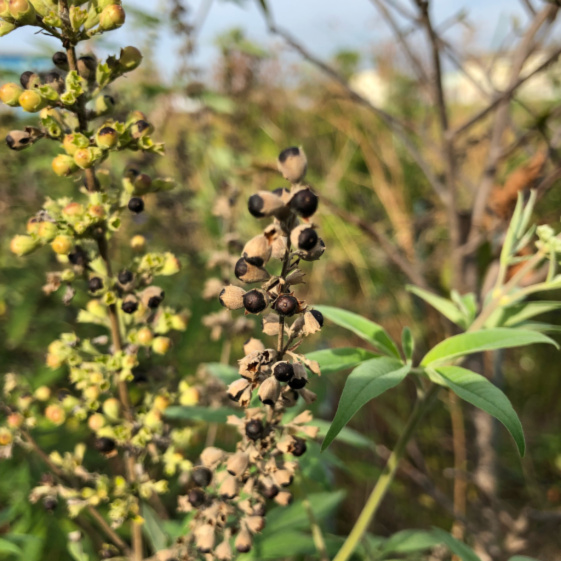 無添加生ソーセージ10本 自家栽培ハーブをオリジナルレシピで加工 農家漁師から産地直送の通販 ポケットマルシェ