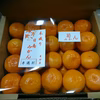 10月中旬【初成り❣】懐かしの味！　木成り日南有田みかん【ギフト用】