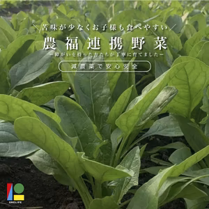 【冷蔵発送】苦味が少く食べやすいほうれん草(1kg) | 農福連携