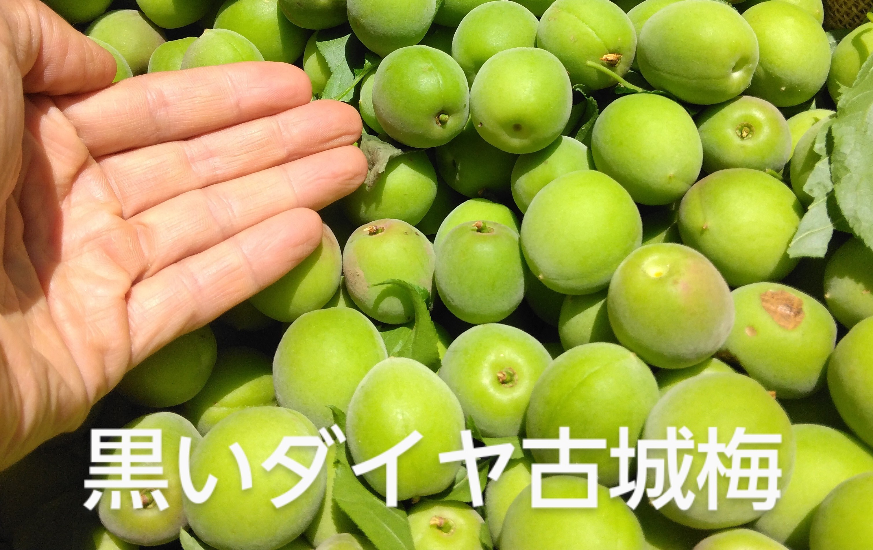 和歌山産 古城梅 12kg 2026年5月分予約 和歌山 古城梅 梅酒用 Lサイズ 10kg 贈答 | JChere