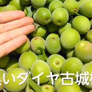 三度の雹を生抜いた紀州古城梅　/　農薬不使用　/　梅酒・シロップ向き　/訳あり