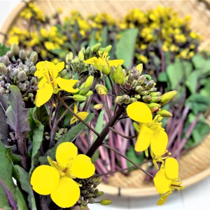 春の訪れ！お洒落な菜花コウサイタイ！（農薬不使用栽培品）