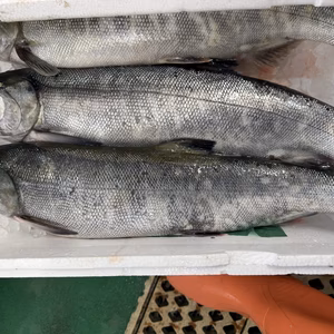 本日1本限定❗️船上神経〆秋鮭(メス)