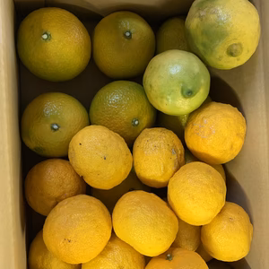 MIX爽やかフレッシュ　【3色限定品】【10日間限定】