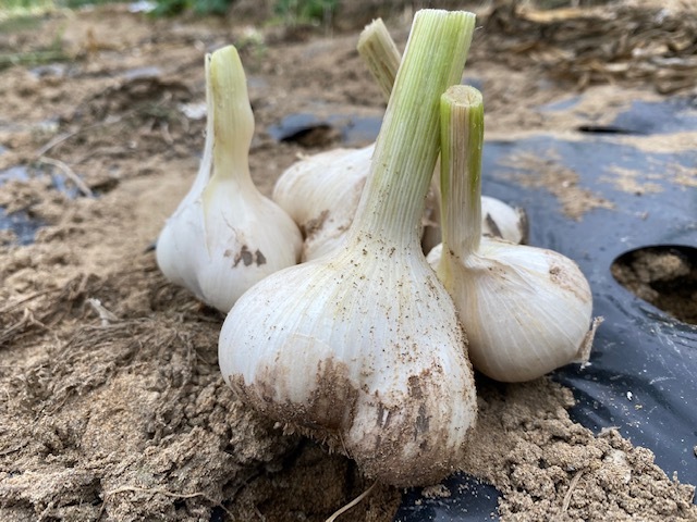 宮城県産　無農薬にんにく　8kg