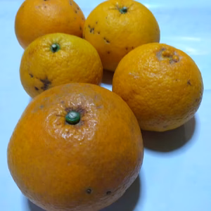 訳あり 夏みかん（大小混ざり傷あり、4キロ)