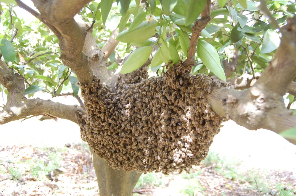 セール＆特集＞ ニホンミツバチの百花蜜 新蜜165g程×2 巣蜜のおまけ