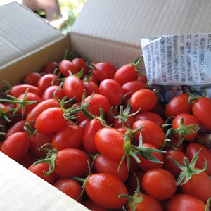 ■ニセコ産■訳あり■無農薬アイコ1.5kg+おまけ