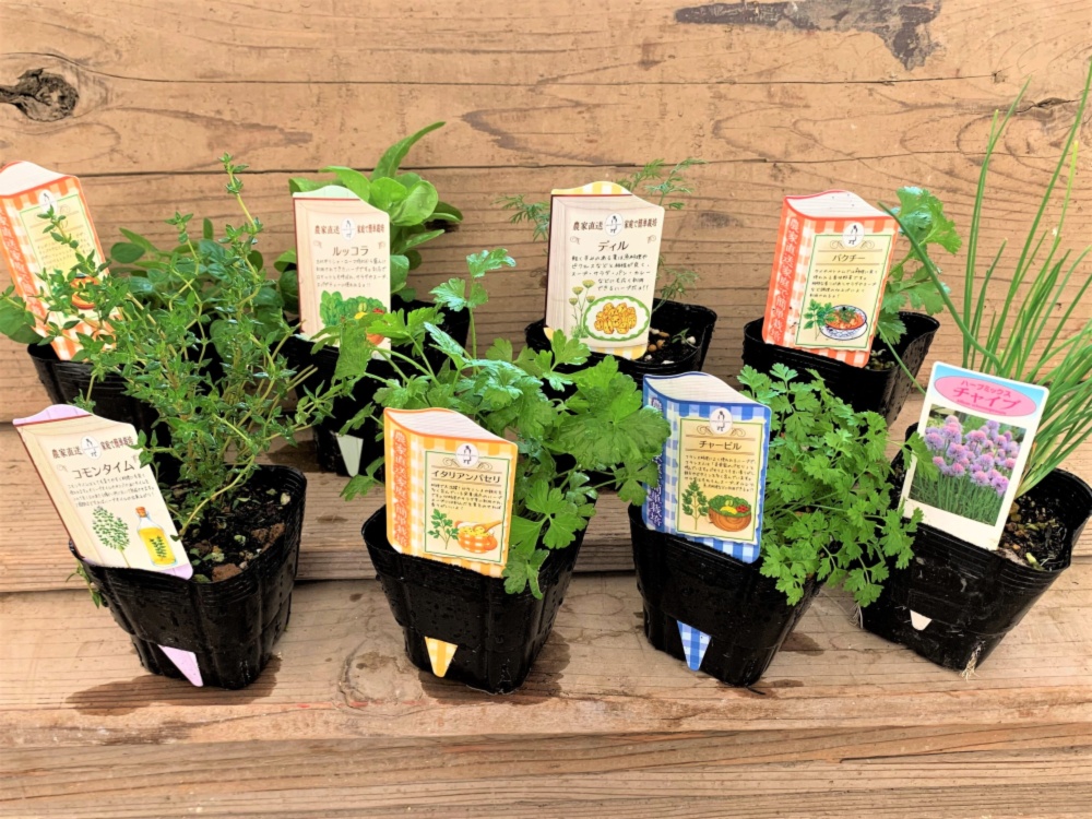 ハーブ苗 キッチンハーブセット 農家漁師から産地直送の通販 ポケットマルシェ