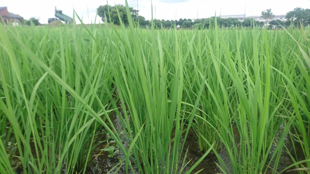 化学肥料・農薬不使用！自然な美味しさで味わえるお米です。
