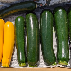 （農薬不使用）朝採り！ズッキーニ