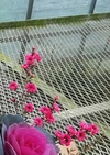 マヌカハニーの花！ギョリュウバイ[濃いピンク]5苗～