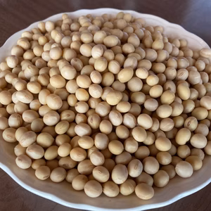 【自然栽培】大豆（もち大豆）900g　令和7年・岐阜県産　クリックポスト発送
