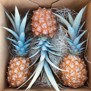 晴れの国岡山のピーチパイン(小玉:500g前後)3個入り