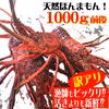 ちょっと訳アリ！プリプリ刺身OK！活き〆伊勢海老1000ｇ前後　2～5尾　