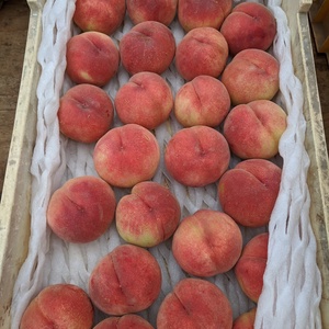 樹上完熟あかつき（桃）３kg【数量限定】朝どり直送便