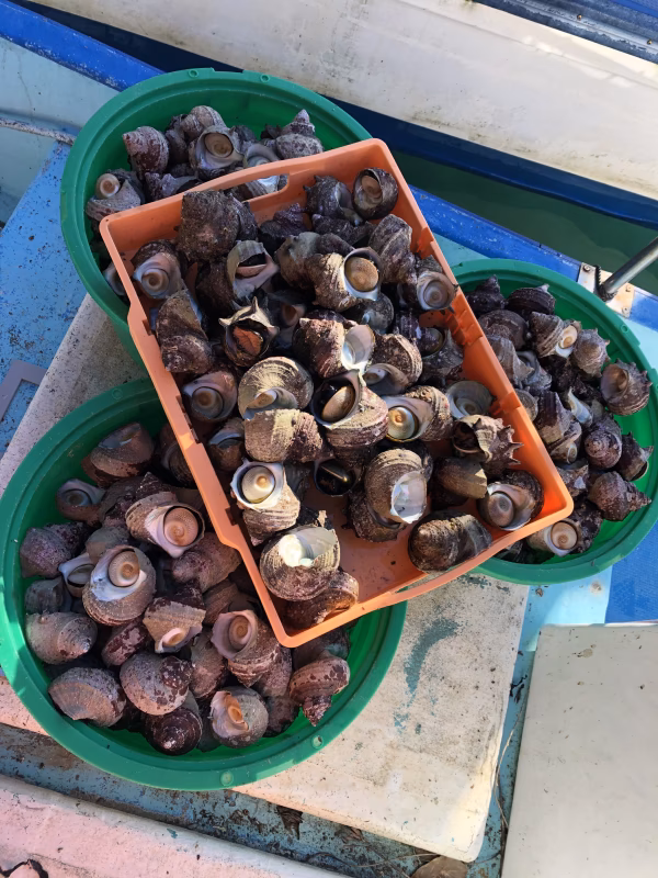 志摩産　サザエ　ランダムサイズ　8月上旬発送予定