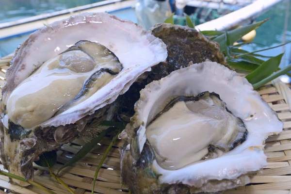 超絶クリーミー！錦盛丸岩牡蠣セット200~300g（8個〜10個入り）